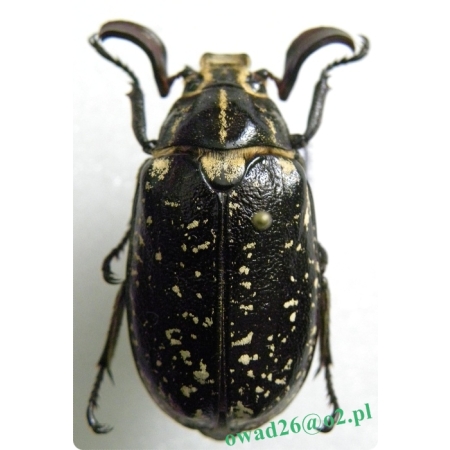 Polyphylla fullo Linnaeus, 1758 male Wałkarz lipczyk
